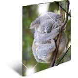 HERMA Eckspannermappe "Koala", PP Glossy, DIN A4