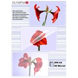 Olympia 9166 Laminierfolie POUCHES A4